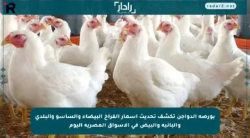 بورصة الدواجن تكشف تحديث أسعار الفراخ البيضاء والساسو والبلدي والبانيه والبيض في الأسواق المصرية اليوم